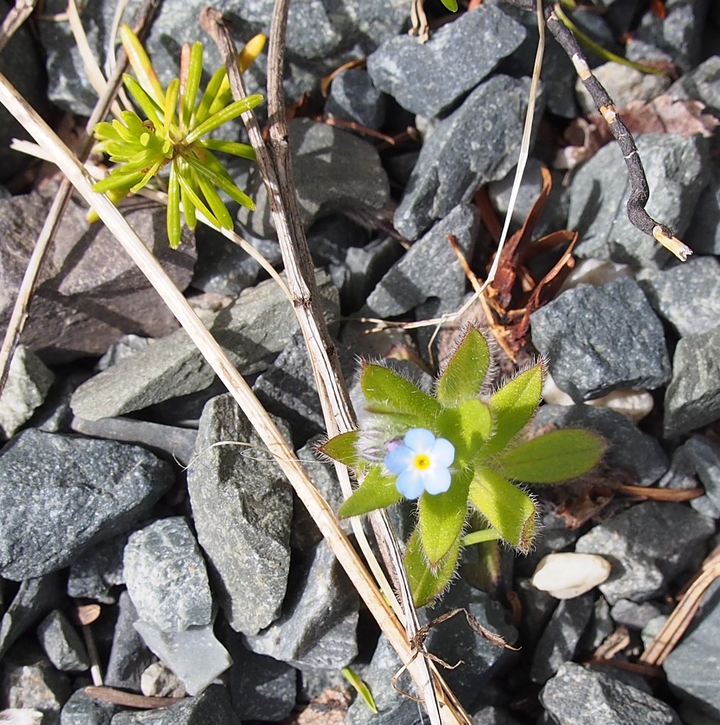 Tiny Flower by selkie