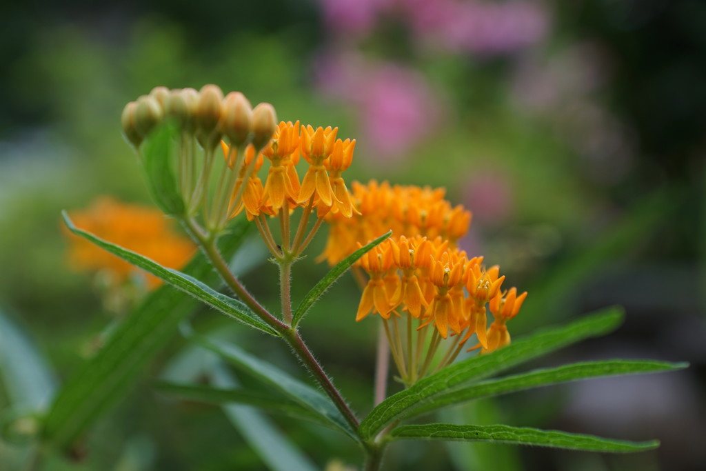 butterfly weed by amyk