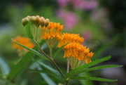 14th Aug 2016 - butterfly weed