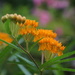 butterfly weed by amyk