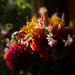 Bouquet by nanderson
