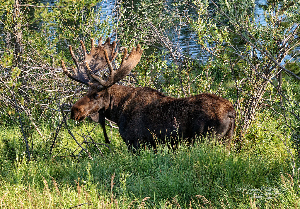 Bull Moose by lynne5477