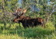 12th Aug 2016 - Bull Moose