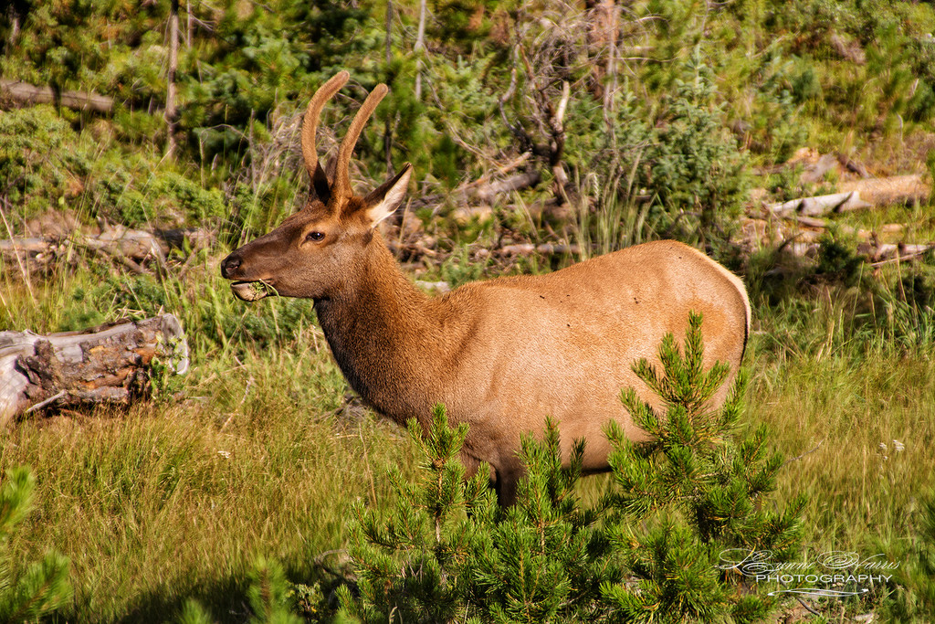Young Bull Elk by lynne5477