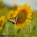 Sunflower And Butterfly by susannah98