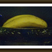 Banana Still Life by mcsiegle