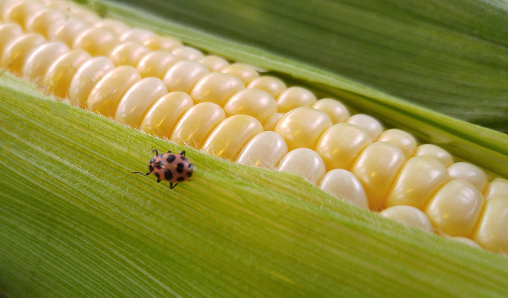 Corn Bug by houser934