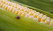 13th Aug 2016 - Corn Bug