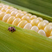 Corn Bug by houser934