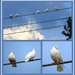 Doves or Pigeons! by homeschoolmom