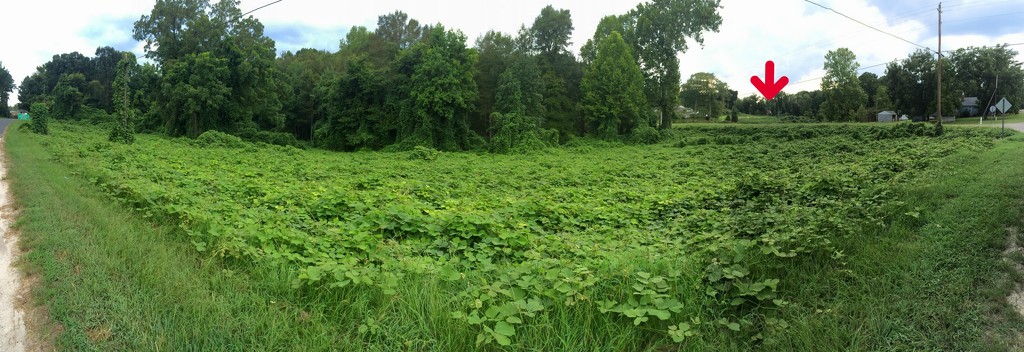 Field of ivy! by homeschoolmom