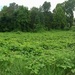 Field of ivy! by homeschoolmom