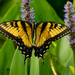 Wal-lah,  Another giant Swallowtail! by rickster549