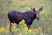 15th Aug 2016 - Moose sighting!