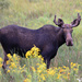 Moose sighting! by fayefaye