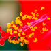 Hibiscus by carolmw