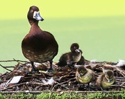 13th Aug 2016 - Mummy Duck and Chicks