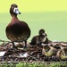Mummy Duck and Chicks by shepherdmanswife