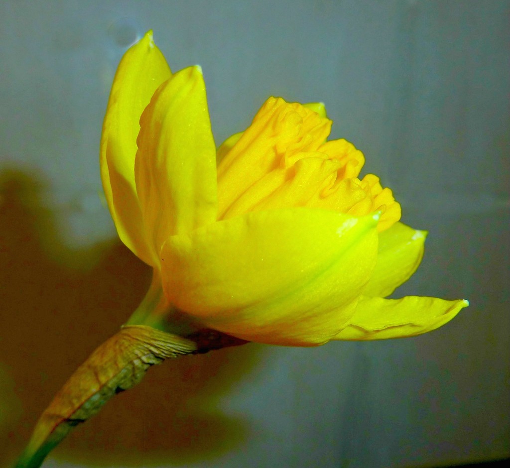 Daffodil. by wendyfrost