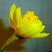 Daffodil. by wendyfrost