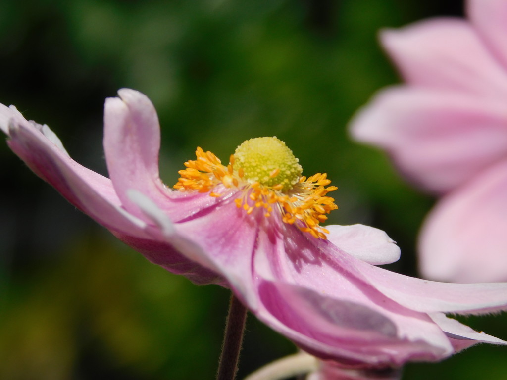  Japanese anenome by 365anne