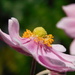  Japanese anenome by 365anne