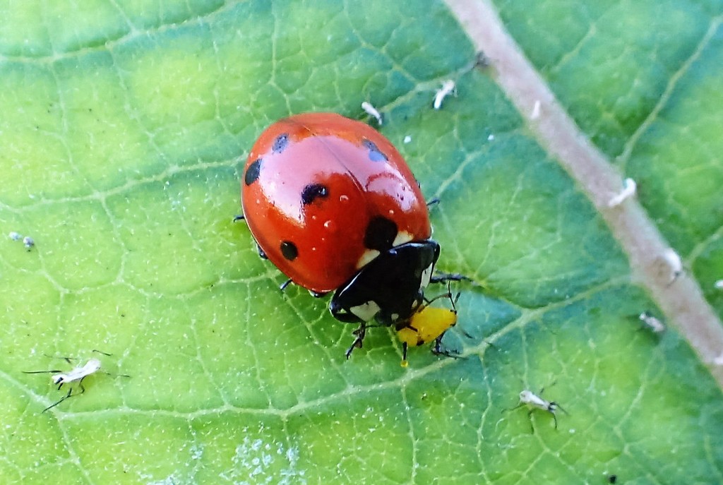 Ladybug lunch by cjwhite