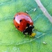 Ladybug lunch by cjwhite
