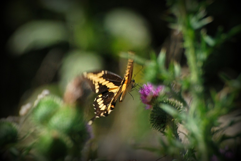 Chasing Butterflies  by farmreporter