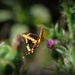 Chasing Butterflies  by farmreporter