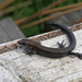 Common Lizard by philhendry
