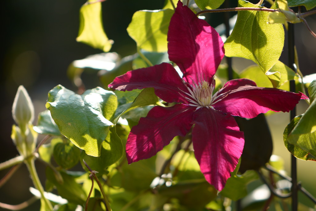 Clematis by ziggy77