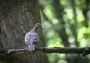 15th Aug 2016 - Mourning Dove