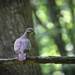 Mourning Dove by mzzhope