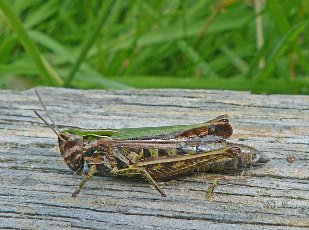 Grasshopper by shirleybankfarm