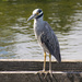 Yellow-Crowned Night-Heron! by rickster549