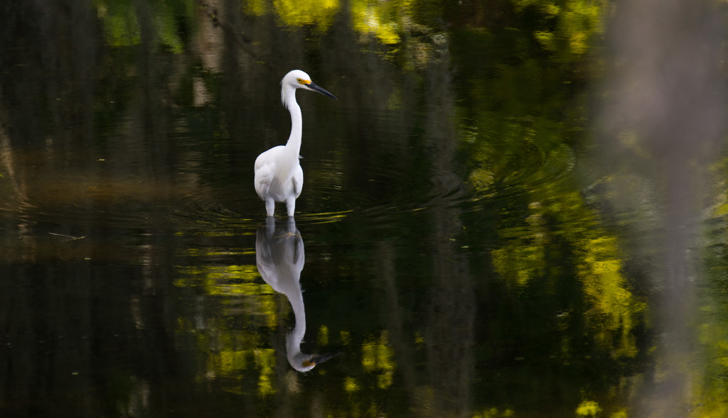 Snowy Egret and it's Shadow! by rickster549