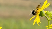 15th Aug 2016 - Sunflower Bee and Milkweed Bug
