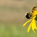 Sunflower Bee and Milkweed Bug by rminer