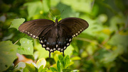 15th Aug 2016 - Spicebush Swallowtail Butterfly!