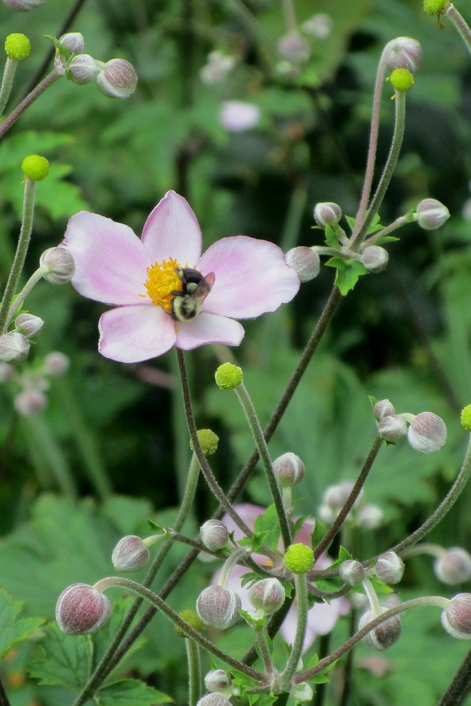 Japanese Anemone by tunia