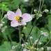 Japanese Anemone by tunia