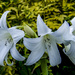 Amaryllis Flowers by tonygig