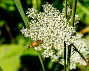 14th Aug 2016 - Goldenrod Soldier Beetle