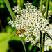 Goldenrod Soldier Beetle by rminer