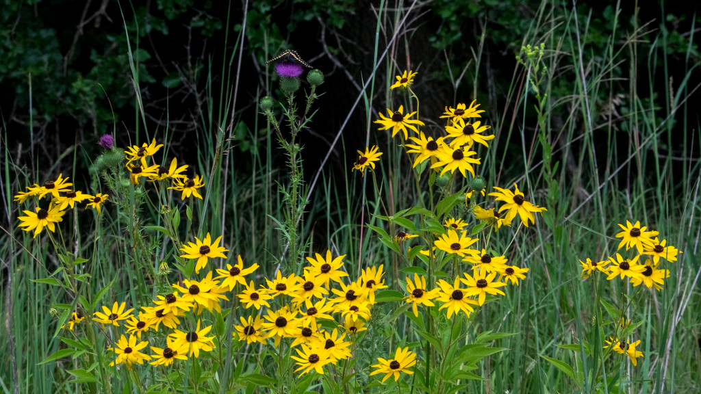 Black Eyed Susan Patch by rminer