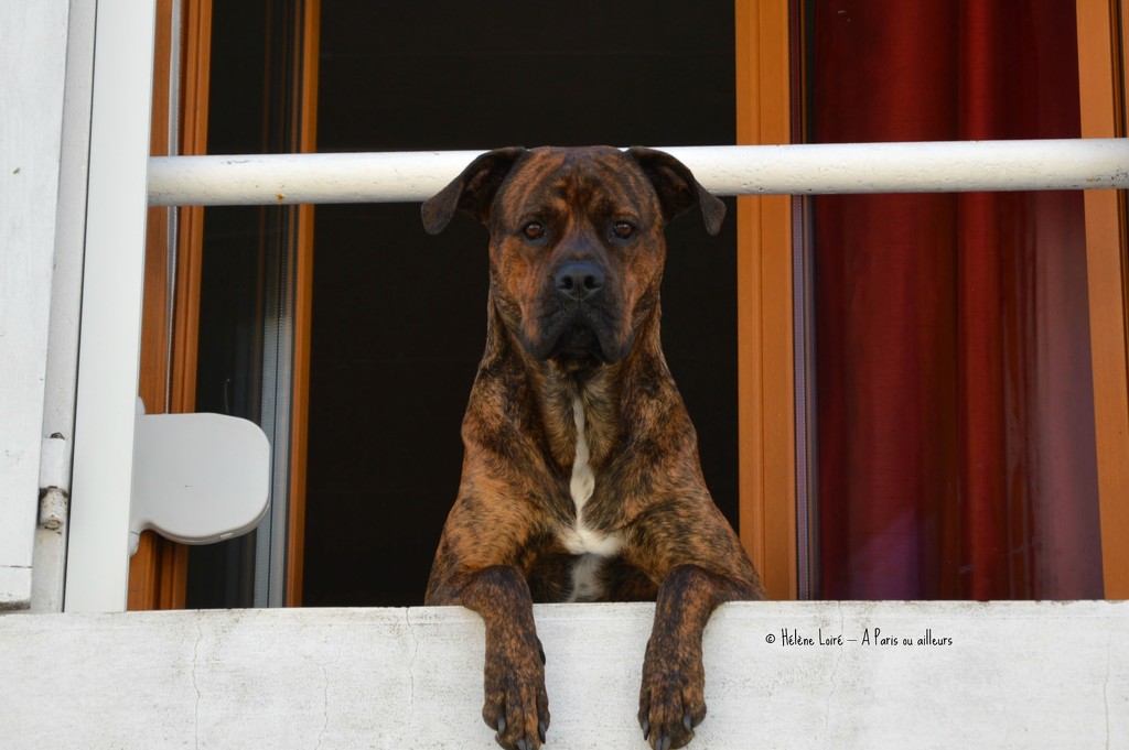 Cool dog at a window by parisouailleurs