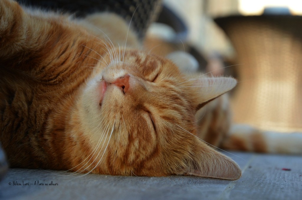 Ginger cat by parisouailleurs