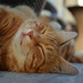 Ginger cat by parisouailleurs