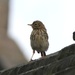 Meadow Pipit by oldjosh